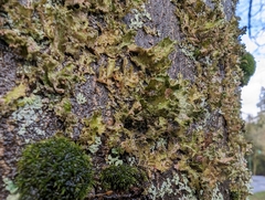 Tuckermanopsis chlorophylla