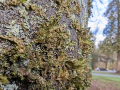 Tuckermanopsis chlorophylla