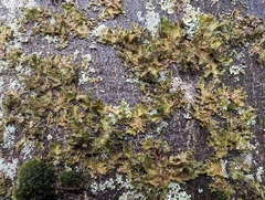 Tuckermanopsis chlorophylla