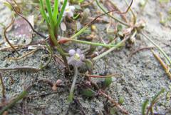 Glossostigma elatinoides