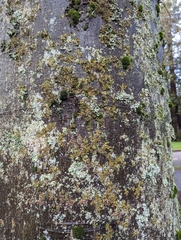 Tuckermanopsis chlorophylla