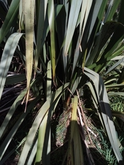 Phormium