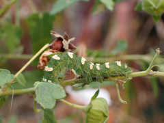 Xanthodes transversa