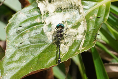 Gomphomacromia fallax