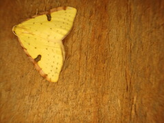 Epiphryne xanthaspis