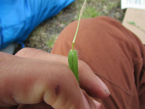 Image of Digitaria ternata by (c) Carlos Martorell, some rights reserved (CC BY)