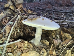 Amanita ocreata