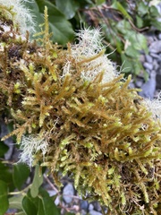 Antitrichia curtipendula