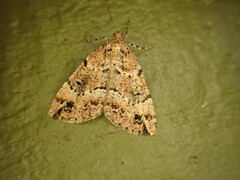 Pseudocoremia productata