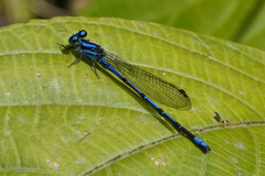 Argia variegata