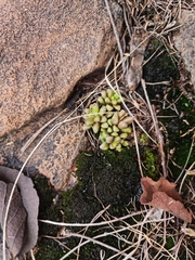 Anacampseros subnuda