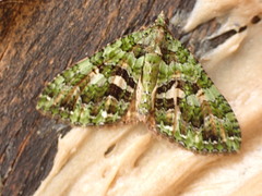 Austrocidaria similata