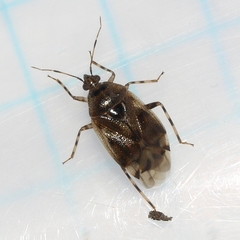 Deraeocoris
