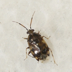 Deraeocoris