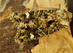Ichneutica plena
