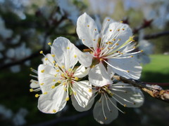 Prunus nigra