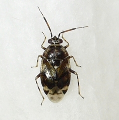 Deraeocoris