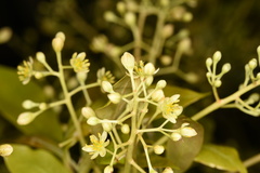 Machilus chekiangensis