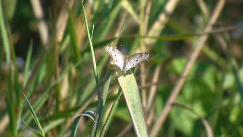 White Peacock