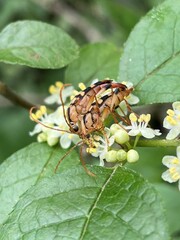 Strangalia luteicornis