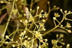 Machilus chekiangensis