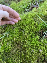 Dicranum flagellare