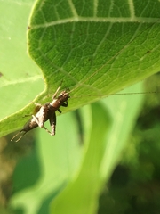 Arachnocephalus vestitus