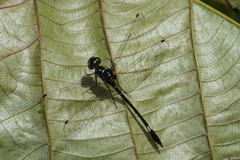 Macrothemis hahneli