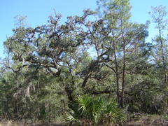 Quercus virginiana