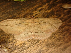 Austrocidaria gobiata