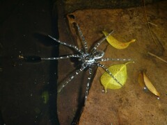 Dolomedes mankorlod
