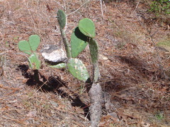 Opuntia austrina
