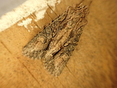 Ichneutica mutans