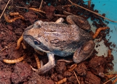 Limnodynastes dumerilii insularis
