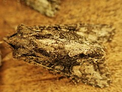 Ichneutica mutans