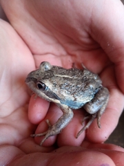 Limnodynastes dumerilii insularis