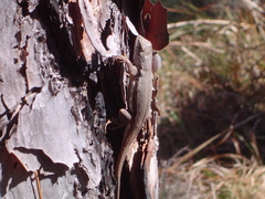 Sceloporus woodi