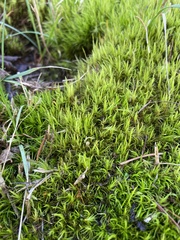 Dicranum flagellare