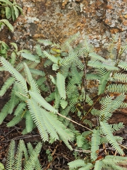 Chamaecrista mimosoides