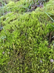 Dicranum flagellare