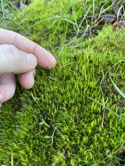 Dicranum flagellare