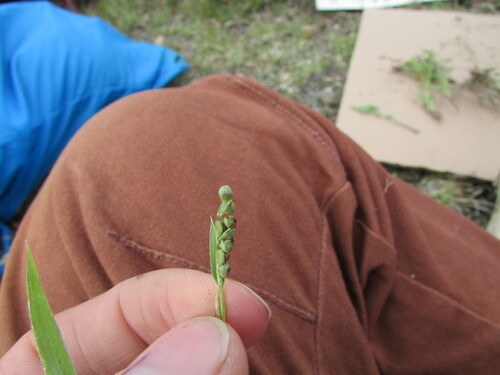 Latin American crowngrass (Paspalum convexum)