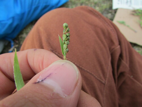 Image of Paspalum convexum by (c) Carlos Martorell, some rights reserved (CC BY)