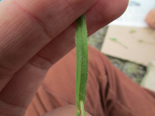 Image of Paspalum convexum by (c) Carlos Martorell, some rights reserved (CC BY)