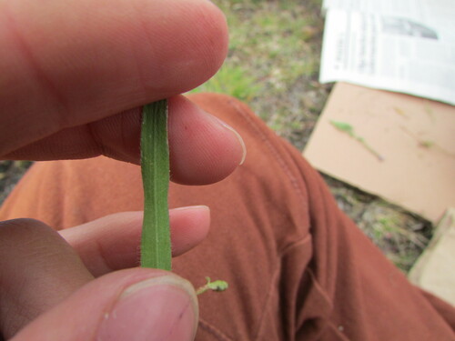 Image of Paspalum convexum by (c) Carlos Martorell, some rights reserved (CC BY)