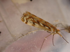 Orocrambus xanthogrammus