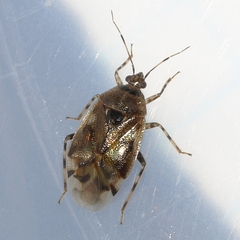 Deraeocoris