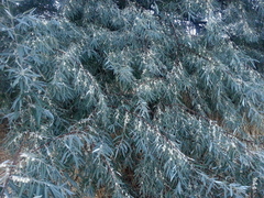 Elaeagnus angustifolia