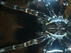 Dolomedes mankorlod