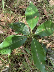 Lophostemon confertus